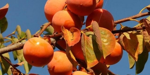 Djevičanski dragun s velikim plodovima: opis sorte, fotografija, uzgoj, recenzije