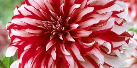 Velike dalije: opis + fotografija