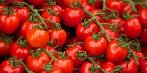 Velike male sorte paradajza