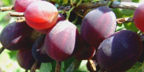 Datum ogrozda: opis sorte, fotografija