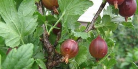 Ogrozda heroj dana: opis i karakteristike sorte