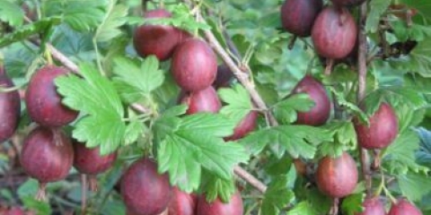 Kooperator ogrozda: karakteristike i opis sorte