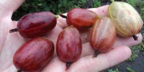 Ogrozda xenia (xenia): recenzije, sadnja i njega, uzgoj