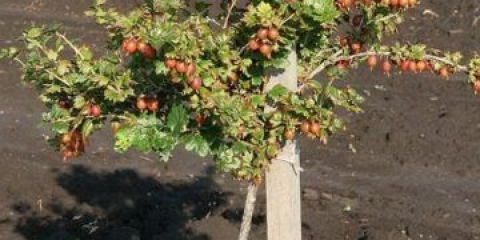 Ogrozda na deblu: fotografije, recenzije, pravila uzgoja