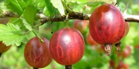 Sadko ogrozd: opis i karakteristike sorte, sadnja i njega