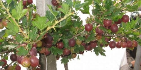 Ogrozd senator (konzul)