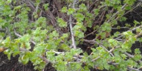 Serenada od ogrozda: opis i karakteristike sorte