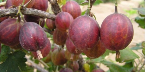 Ogrozda sirius: opis i karakteristike sorte, uzgoj