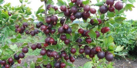 Ogrozda bez bodlje (bez bodlje): opis i karakteristike sorte