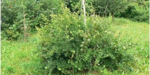 Ogrozd vladil (zapovjednik)