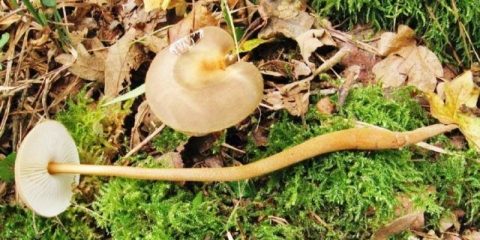 Xerula (collibia) dugonoga: fotografija i opis