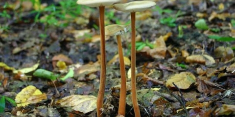 Xerula (collibia) skromna: fotografija i opis