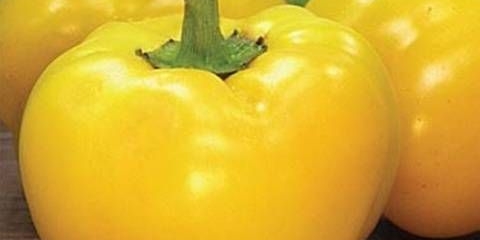 Kockaste sorte paprike