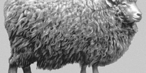 Kujbiševska ovca: opis, karakteristike