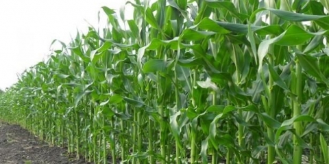 Kukuruz za silažu