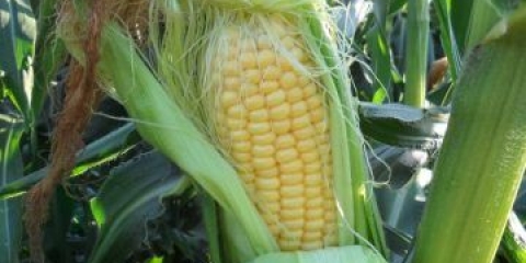 Kukuruz na uralu i sibiru: uzgoj na otvorenom polju u zemlji