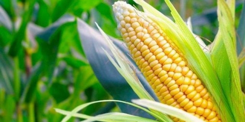 Kukuruz u sibiru: sadnja i njega