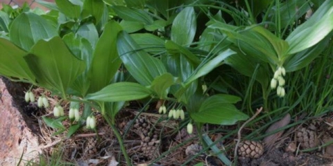 Kupena čučanj (patuljasti): fotografija i opis