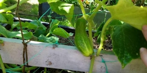 Pileće đubrivo za krastavce