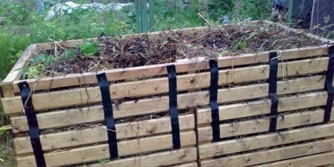 Pileće đubrivo za đubrenje krastavaca u stakleniku