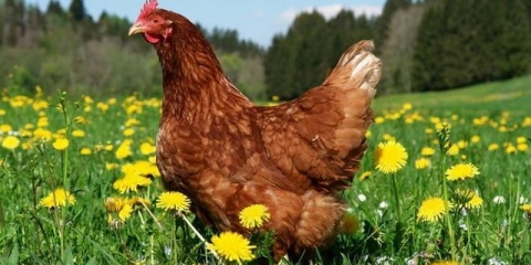 Pileće đubrivo kao đubrivo za paradajz i krastavce