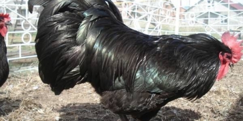 Australorp pilići: fotografija i opis