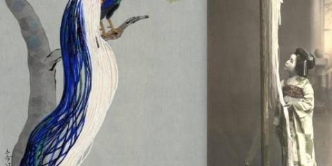 Phoenix kokoši: opis i karakteristike pasmine