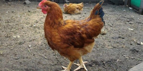 Pilići lisice - rasa pilića ili križ