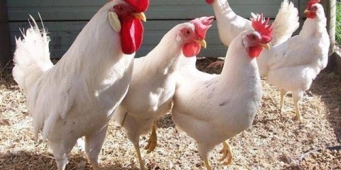 Leggorn kokoši: opis i karakteristike pasmine