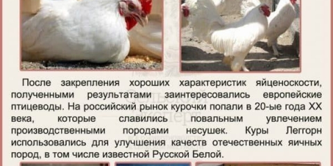 Leggorn kokoši - opis pasmine, lavanda i bijeli križ