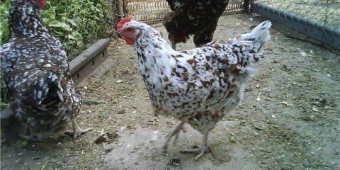 Pilići pasmine liven: karakteristike, fotografija