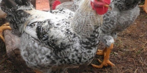 Pilići majstor sivi - opis i karakteristike pasmine