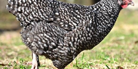 Mechelen cuckoo pilići: fotografija i opis