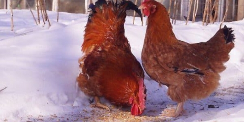 Mini-mesne kokoši - mljevene, opis pasmine