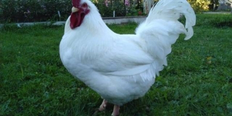 Pilići pasmina mesa i jaja: što je bolje, kako odabrati