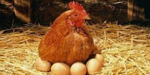 Kokoši nosilje ili jajne rase pilića: kako držati u ličnom krugu