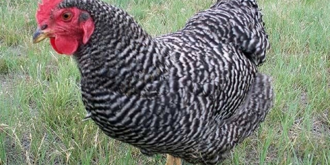 Plymouthrock kokoši: karakteristike pasmine sa fotografijama, recenzijama