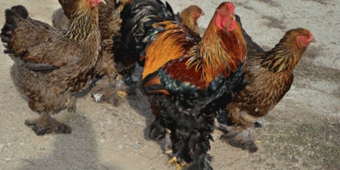 Brahma pilići: karakteristike, uzgoj i njega