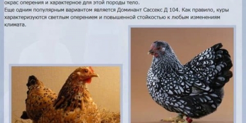 Pilići dominantne pasmine - njihove vrste i karakteristike, održavanje i ishrana