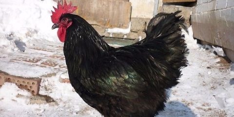 Džersi divovski pilići - opis i karakteristike