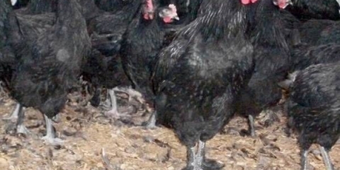 Maran chickens