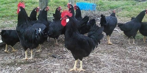 Pilići minorca: karakteristike, opis, fotografija