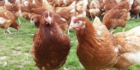 Hens rhodonite: opis i karakteristike