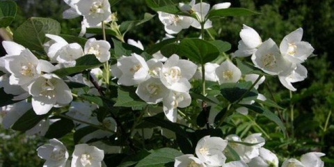 Grm jasmina: njega i uzgoj u vrtu