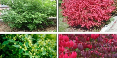 Euonymus grm: sadnja i njega, fotografija