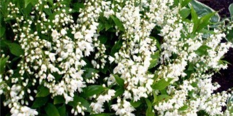 Akcijski grm: fotografije u pejzažnom dizajnu, živice, najbolje vrste i sorte s opisima i imenima