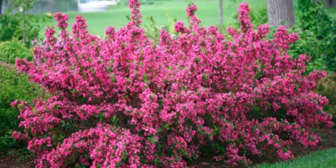 Cvjetajući grm weigela: fotografija cvijeća, kako raste, sorte
