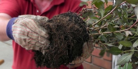 Weigela grm: sadnja i njega u proljeće, ljeto, fotografija, video