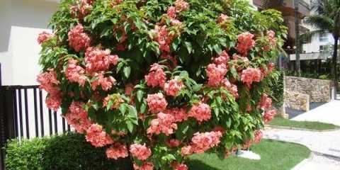 Višegodišnje grmlje za vrt i vikendice: imena sa fotografijama