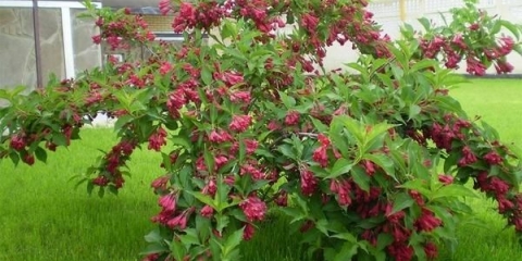 Višegodišnje grmlje: otporno na zimu, cvjetanje